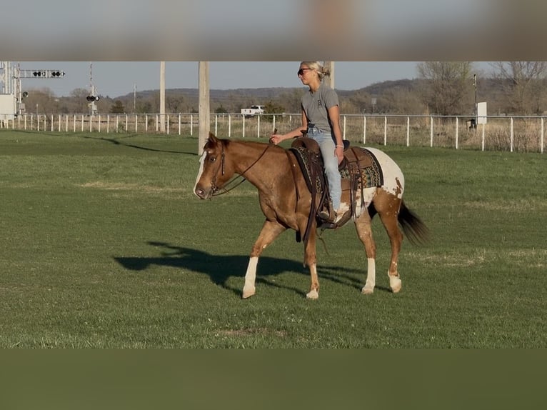 Poney des Amériques Hongre 10 Ans 142 cm Alezan cuivré in Cannon Falls