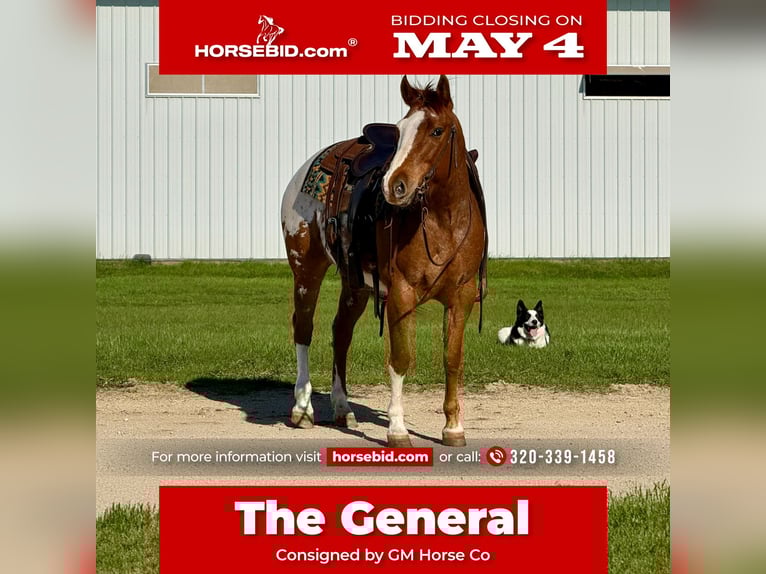 Poney des Amériques Hongre 10 Ans 142 cm Alezan cuivré in Cannon Falls