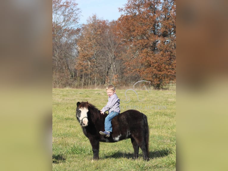 Poney des Amériques Hongre 10 Ans 99 cm Noir in Charleston, IL