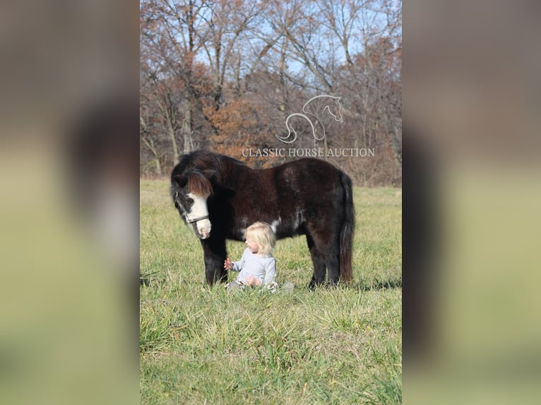 Poney des Amériques Hongre 10 Ans 99 cm Noir in Charleston, IL