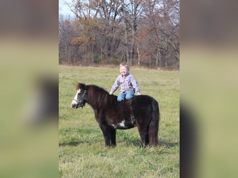 Poney des Amériques Hongre 10 Ans 99 cm Noir in Charleston, IL