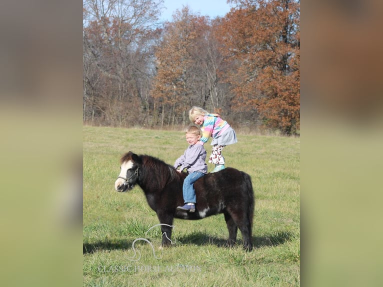 Poney des Amériques Hongre 10 Ans 99 cm Noir in Charleston, IL