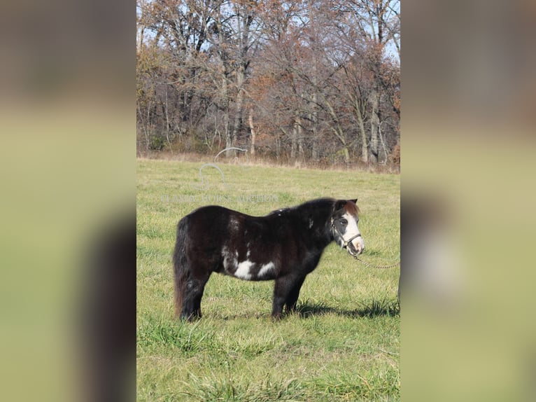 Poney des Amériques Hongre 10 Ans 99 cm Noir in Charleston, IL