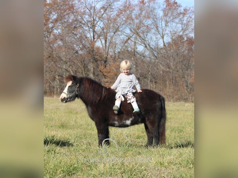 Poney des Amériques Hongre 10 Ans 99 cm Noir in Charleston, IL