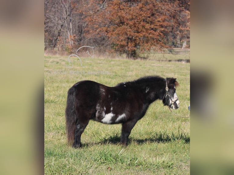 Poney des Amériques Hongre 10 Ans 99 cm Noir in Charleston, IL