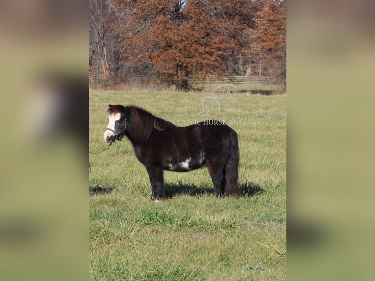 Poney des Amériques Hongre 10 Ans 99 cm Noir in Charleston, IL