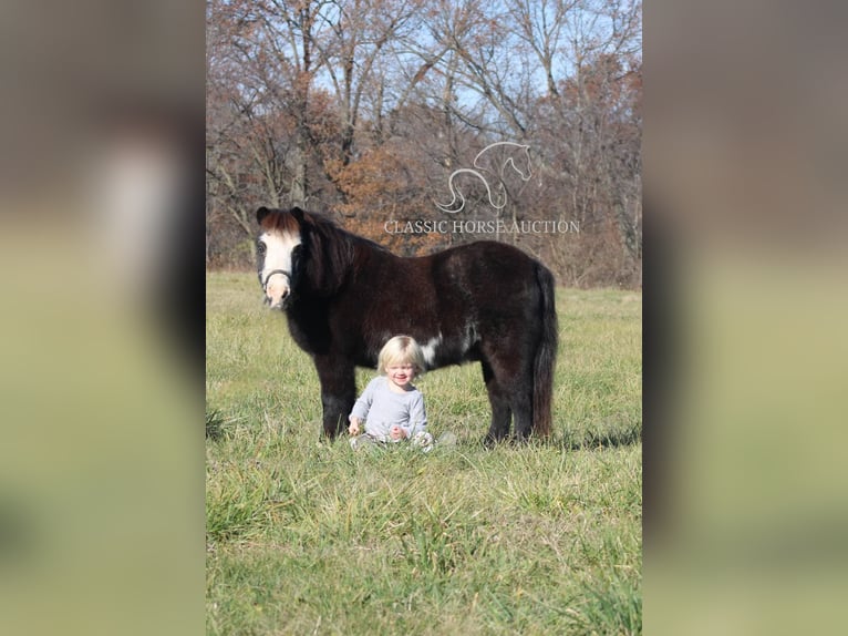 Poney des Amériques Hongre 10 Ans 99 cm Noir in Charleston, IL