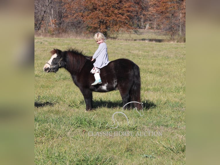 Poney des Amériques Hongre 10 Ans 99 cm Noir in Charleston, IL