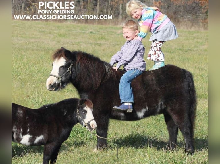 Poney des Amériques Hongre 10 Ans 99 cm Noir in Charleston, IL