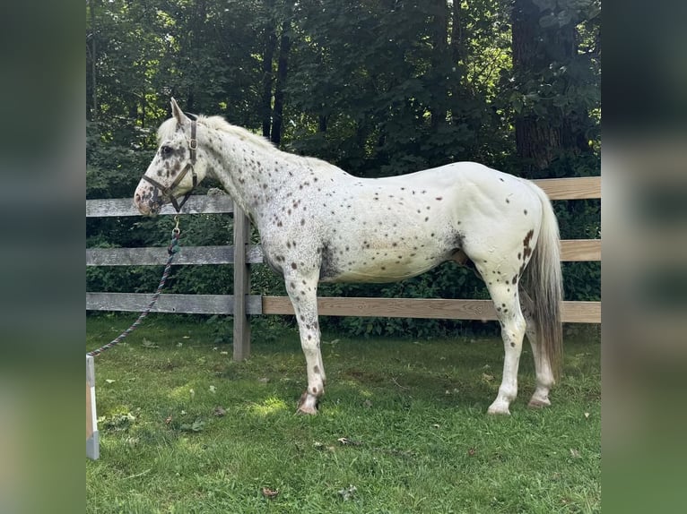 Poney des Amériques Hongre 11 Ans 147 cm in Granby, CT