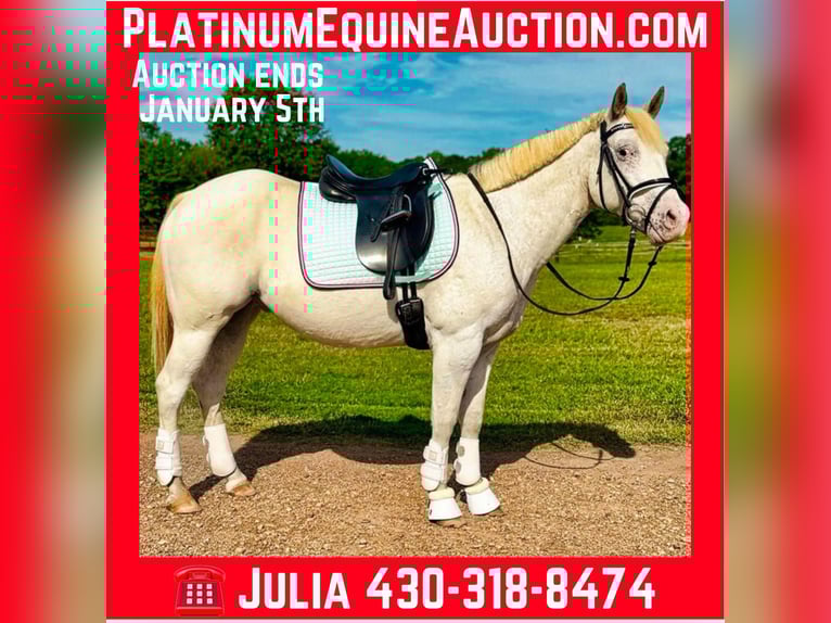 Poney des Amériques Hongre 12 Ans 142 cm Gris in Texarkana TX