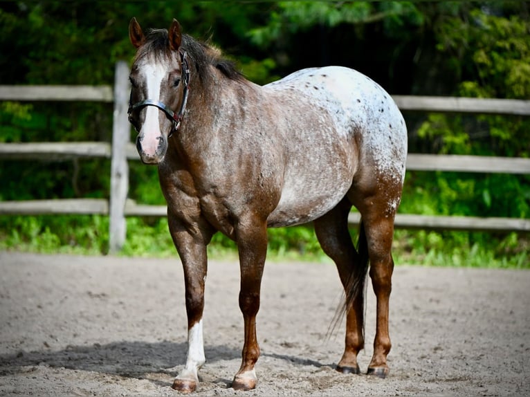 Poney des Amériques Hongre 12 Ans Alezan brûlé in Newfoundland