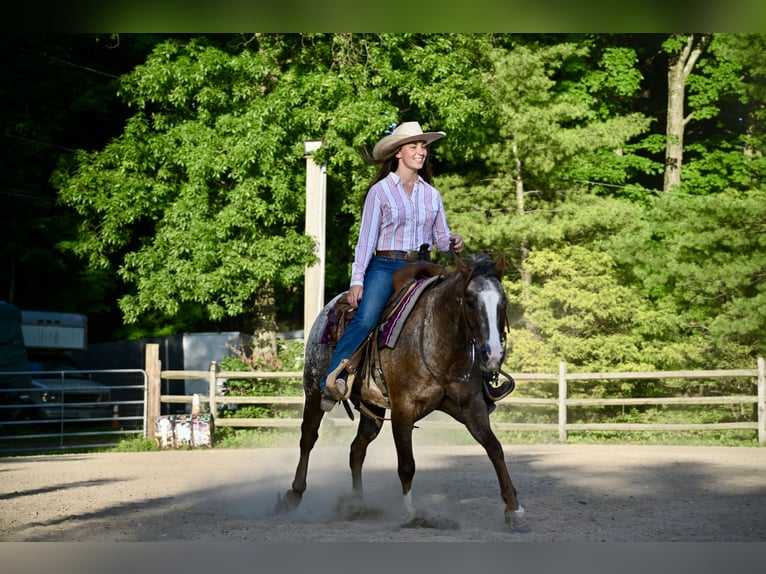 Poney des Amériques Hongre 12 Ans Alezan brûlé in Newfoundland