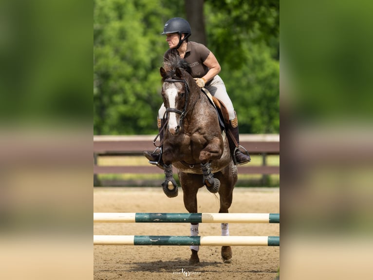 Poney des Amériques Hongre 12 Ans Alezan brûlé in Newfoundland