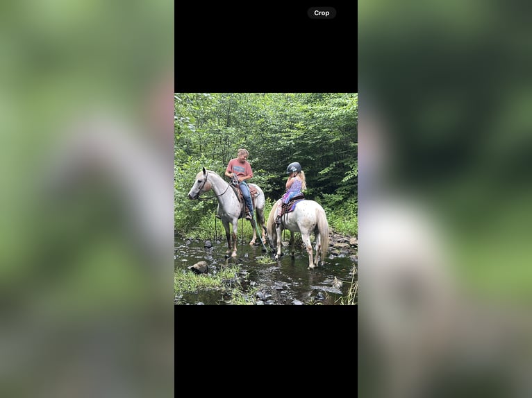 Poney des Amériques Hongre 13 Ans 122 cm in Granville