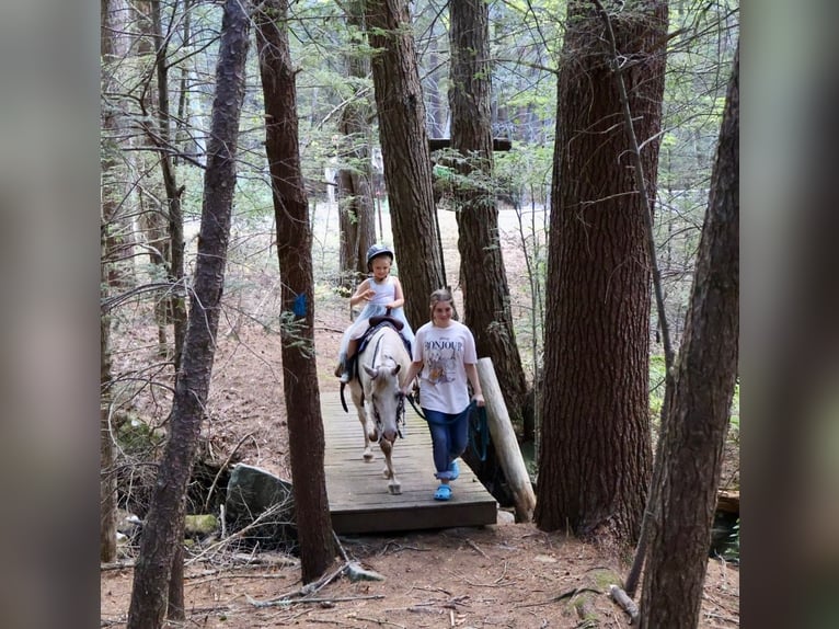 Poney des Amériques Hongre 14 Ans 122 cm in Granville