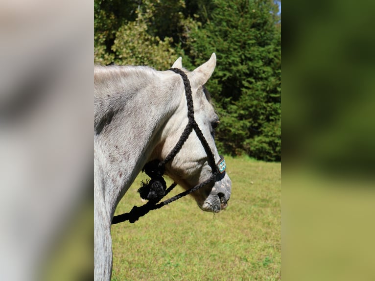 Poney des Amériques Hongre 14 Ans 122 cm in Granville