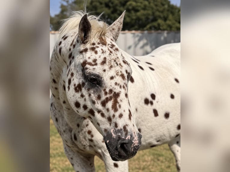 Poney des Amériques Hongre 14 Ans Alezan cuivré in Cleburne