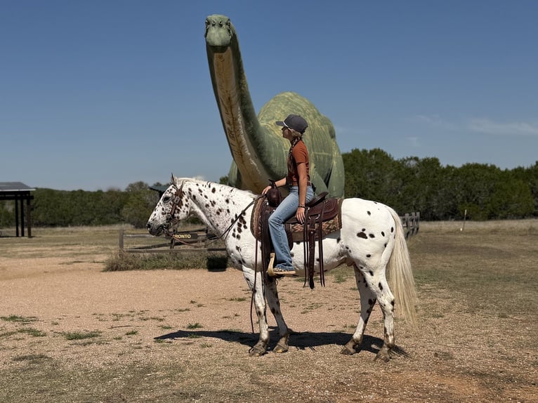 Poney des Amériques Hongre 14 Ans Alezan cuivré in Cleburne
