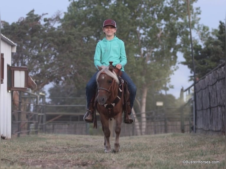 Poney des Amériques Hongre 16 Ans 99 cm Alezan brûlé in Weatherford TX