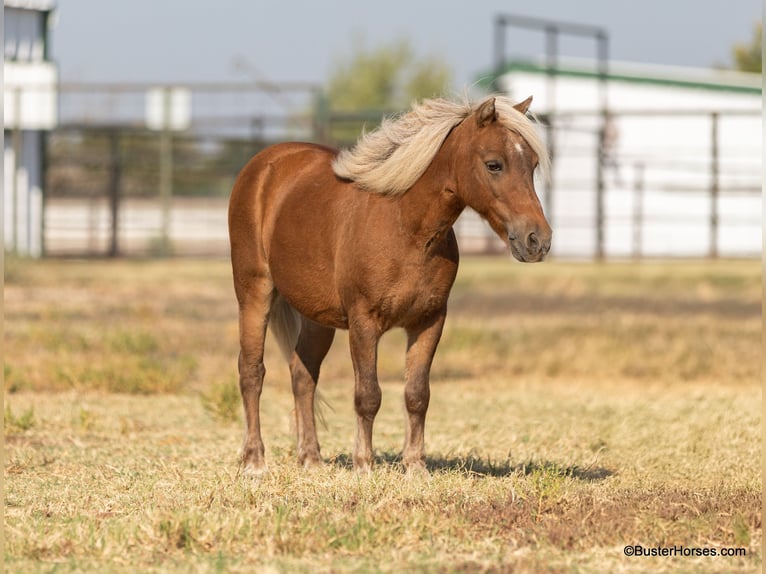 Poney des Amériques Hongre 16 Ans 99 cm Alezan brûlé in Weatherford TX