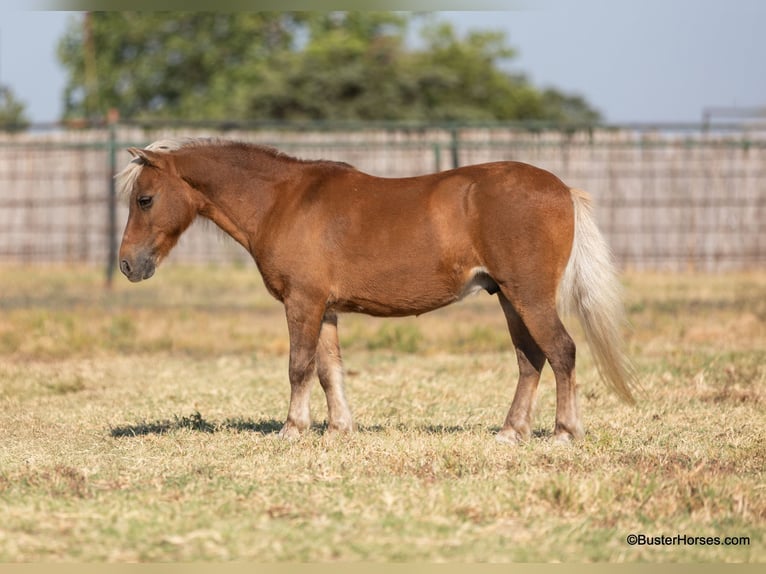 Poney des Amériques Hongre 16 Ans 99 cm Alezan brûlé in Weatherford TX