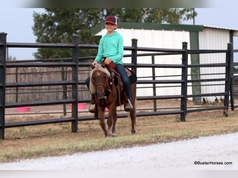 Poney des Amériques Hongre 17 Ans 99 cm Alezan brûlé in Weatherford TX