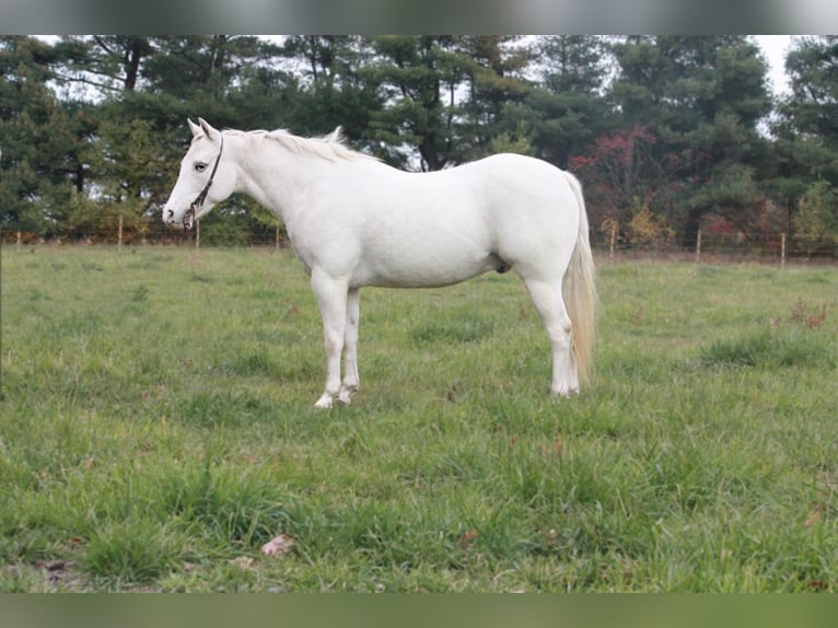 Poney des Amériques Hongre 17 Ans Blanc in North Judson IN