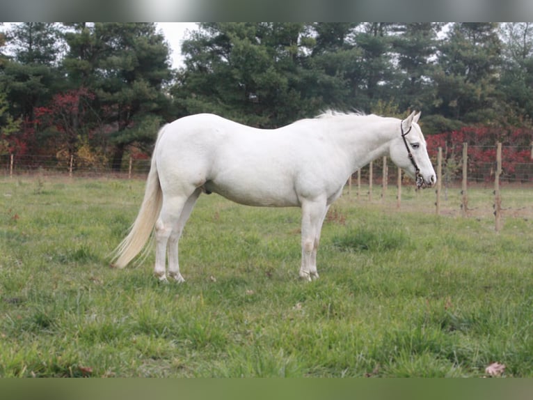 Poney des Amériques Hongre 17 Ans Blanc in North Judson IN