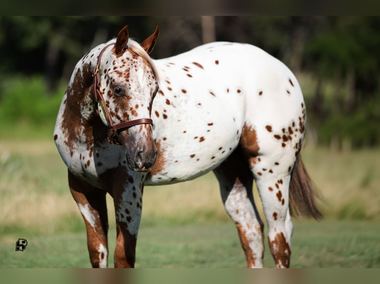 Poney des Amériques Hongre 1 Année 130 cm Alezan brûlé in Whitesboro, TX