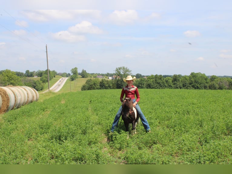 Poney des Amériques Hongre 4 Ans 102 cm Bai clair in Princeton MO