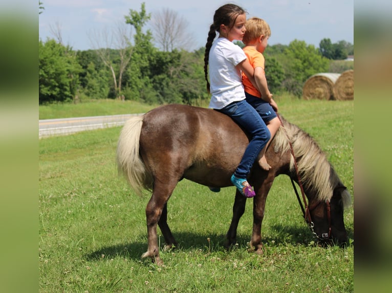 Poney des Amériques Hongre 4 Ans 102 cm Bai clair in Princeton MO