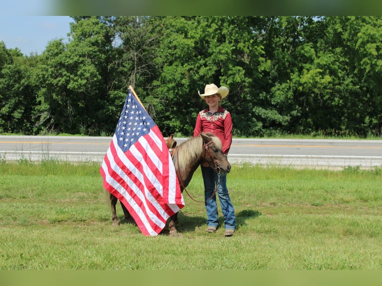 Poney des Amériques Hongre 4 Ans 102 cm Bai clair in Princeton MO
