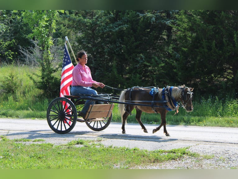 Poney des Amériques Hongre 4 Ans 102 cm Bai clair in Princeton MO