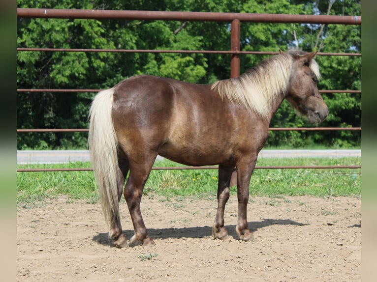 Poney des Amériques Hongre 4 Ans 102 cm Bai clair in Princeton MO