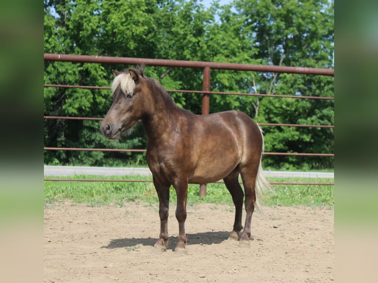 Poney des Amériques Hongre 4 Ans 102 cm Bai clair in Princeton MO