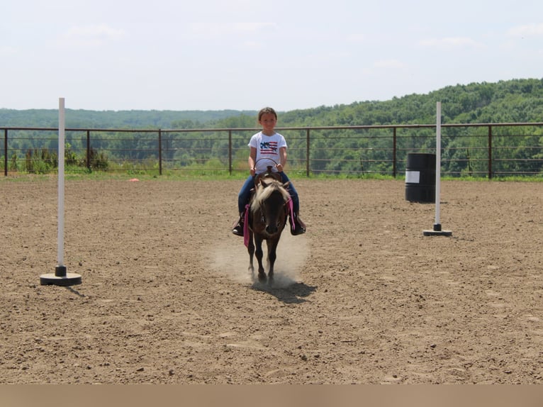 Poney des Amériques Hongre 4 Ans 102 cm Bai clair in Princeton MO