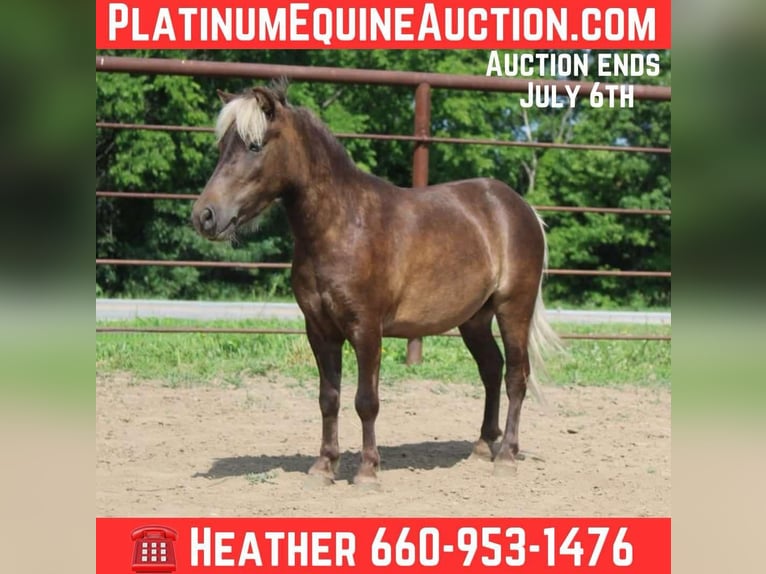 Poney des Amériques Hongre 4 Ans 102 cm Bai clair in Princeton MO