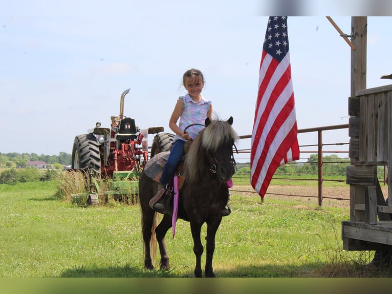 Poney des Amériques Hongre 4 Ans 102 cm Bai clair in Princeton MO