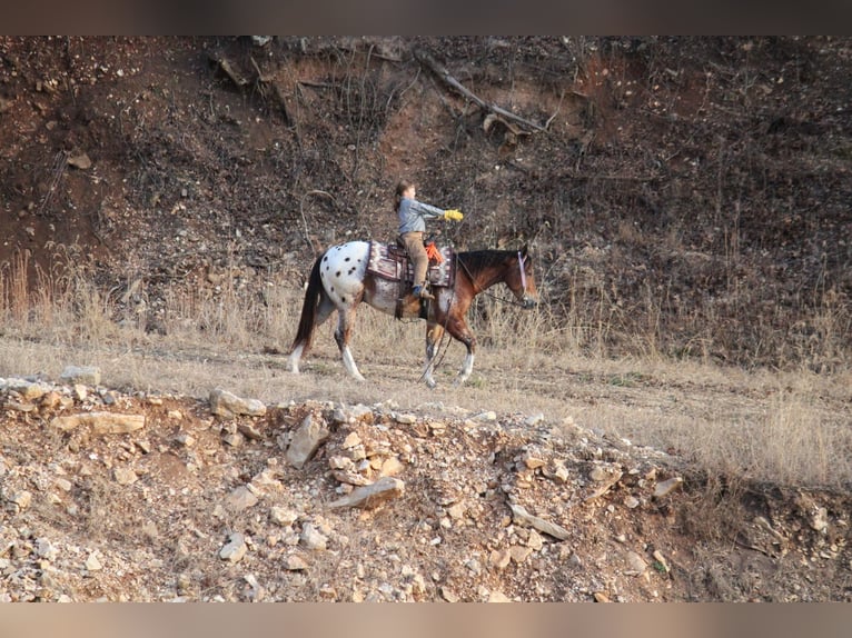 Poney des Amériques Croisé Hongre 4 Ans 145 cm  in Purdy