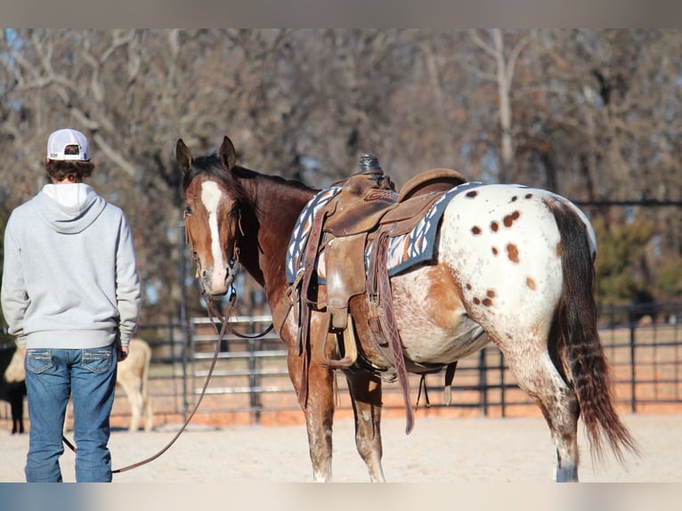 Poney des Amériques Croisé Hongre 4 Ans 145 cm  in Purdy