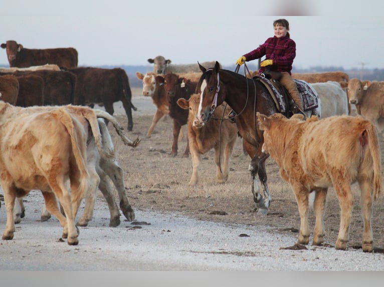 Poney des Amériques Croisé Hongre 4 Ans 145 cm  in Purdy