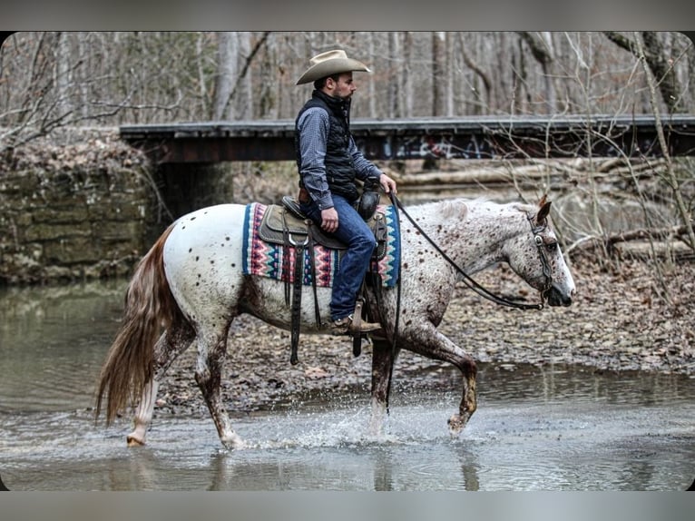 Poney des Amériques Hongre 4 Ans 147 cm Alezan brûlé in Robards