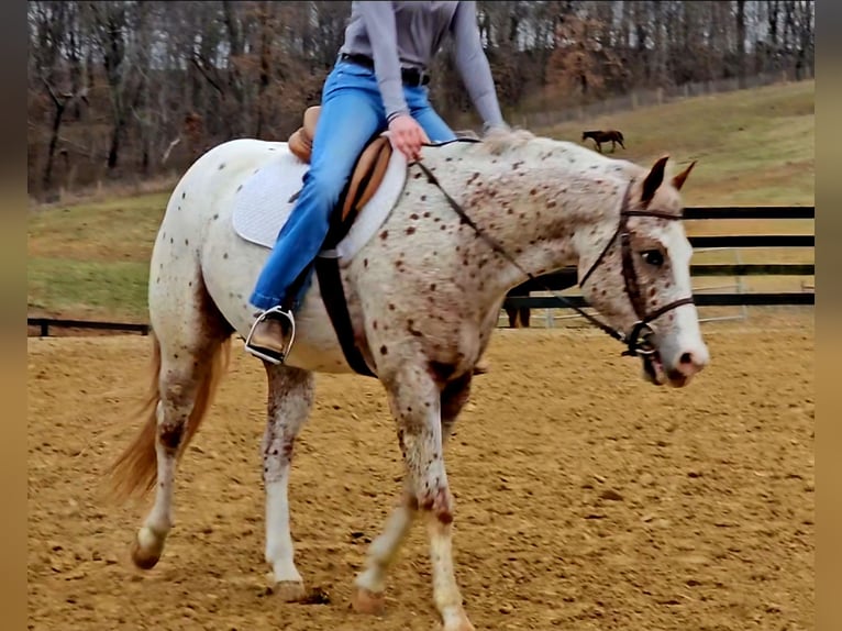 Poney des Amériques Hongre 4 Ans 147 cm Rouan Rouge in Robards