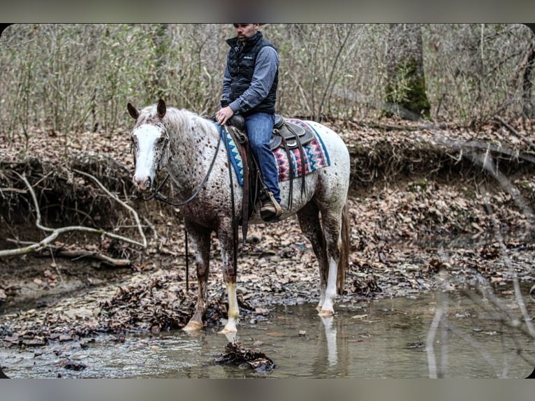 Poney des Amériques Hongre 4 Ans 147 cm Rouan Rouge in Robards