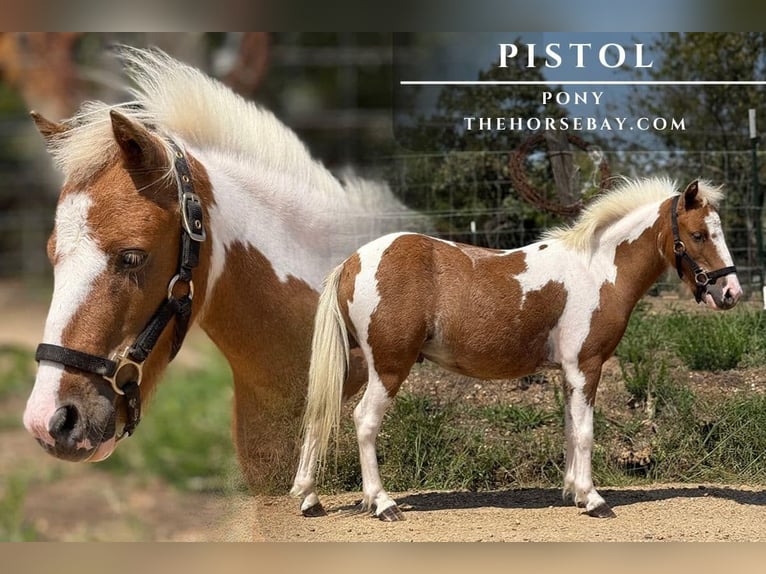 Poney des Amériques Hongre 4 Ans 91 cm Alezan cuivré in Antlers, OK