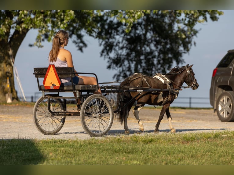 Poney des Amériques Hongre 4 Ans 91 cm Tobiano-toutes couleurs in Ewing KY