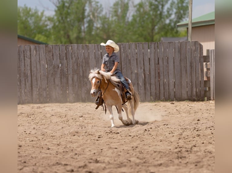 Poney des Amériques Croisé Hongre 4 Ans Pinto in Akeley