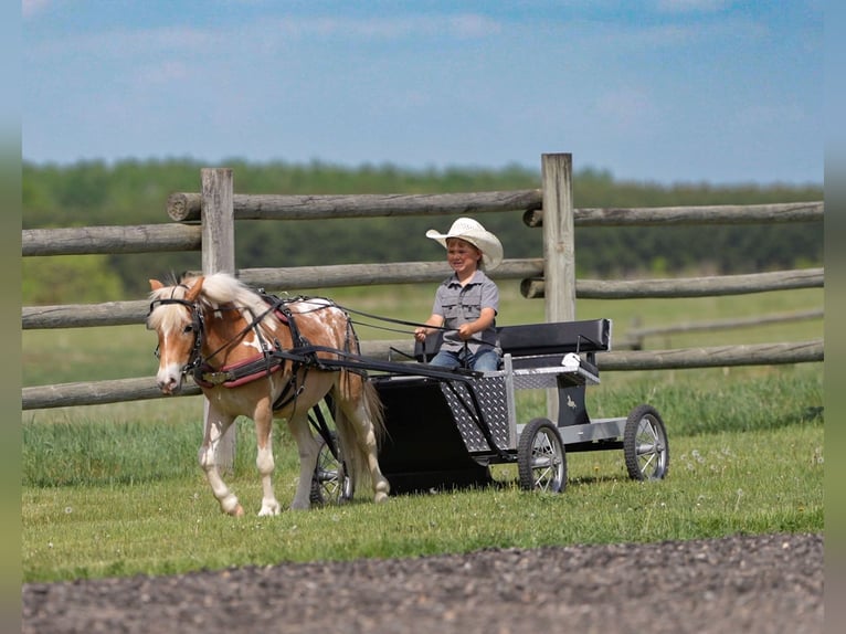 Poney des Amériques Croisé Hongre 4 Ans Pinto in Akeley