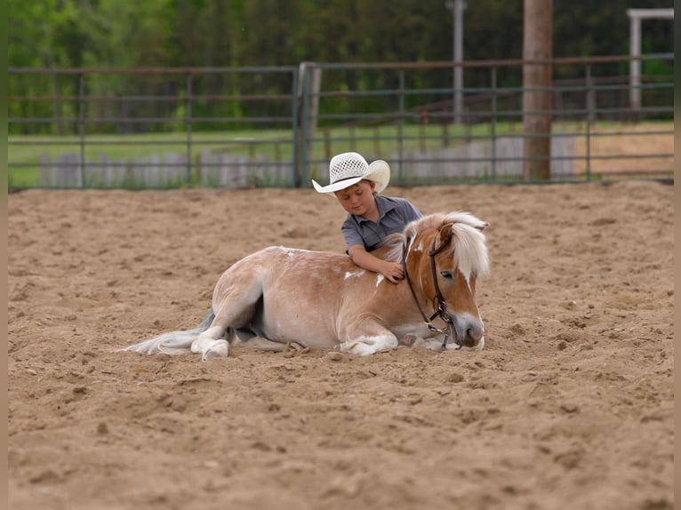 Poney des Amériques Croisé Hongre 4 Ans Pinto in Akeley